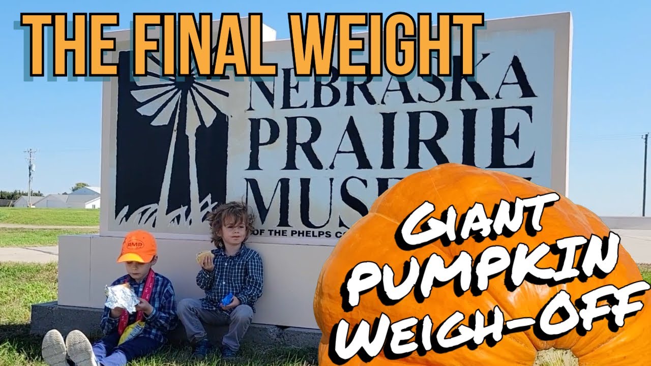 Our Pumpkin Meets the Scale. The Finale of Our Giant Pumpkin Journey