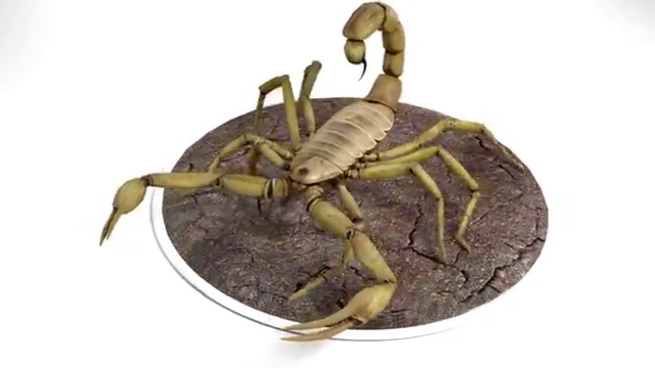 Scorpion Hadrurus Arizonensis