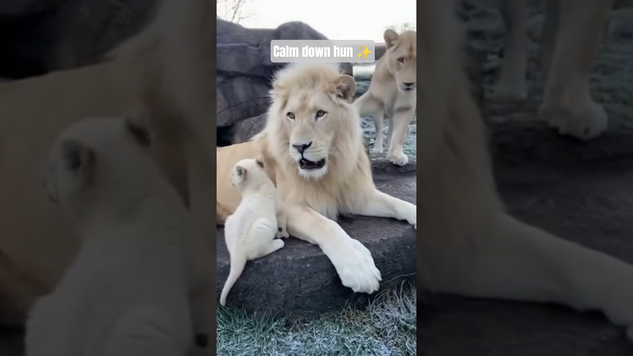 when dad loses his temper 🦁😤 #lion #cub #wildlife #animals #lioness