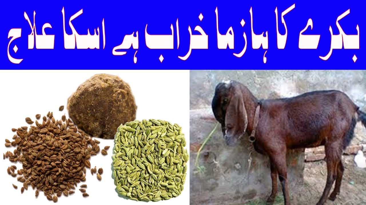 Bakri ka hazma ka elaj | goats hazma | Natural treatment | Hazma ka desi elaj