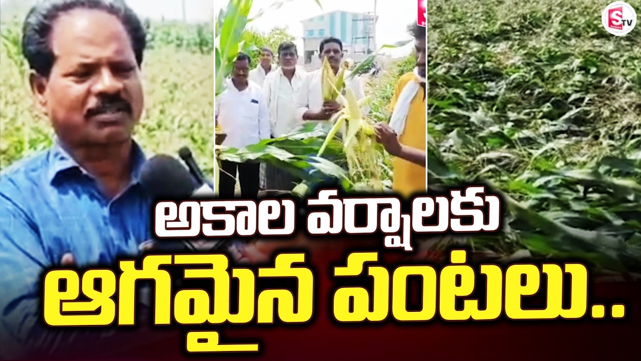 అకాల వర్షాలకు ఆగమైన పంటలు.. | Bhainsa Updates | Farmer Problems |@SumanTV Bhainsa