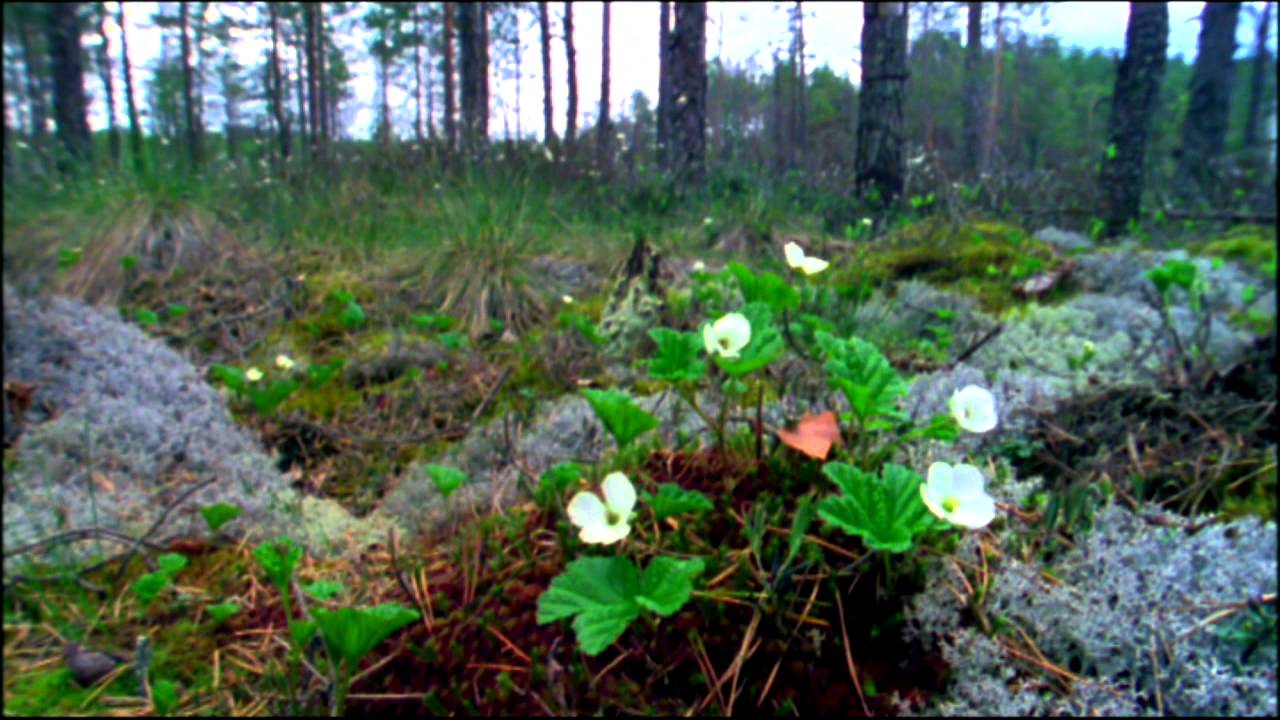 Tillbaka till naturen