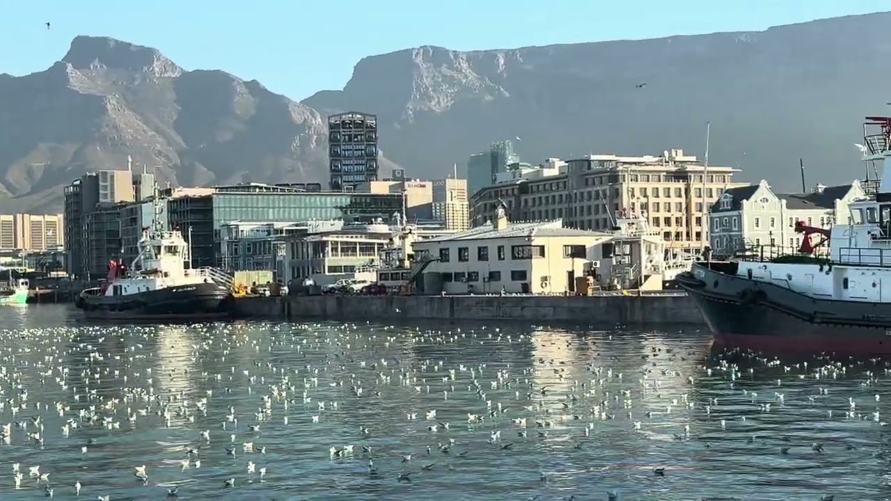Why Were Thousands of Seagulls Floating in Cape Town’s Harbour?