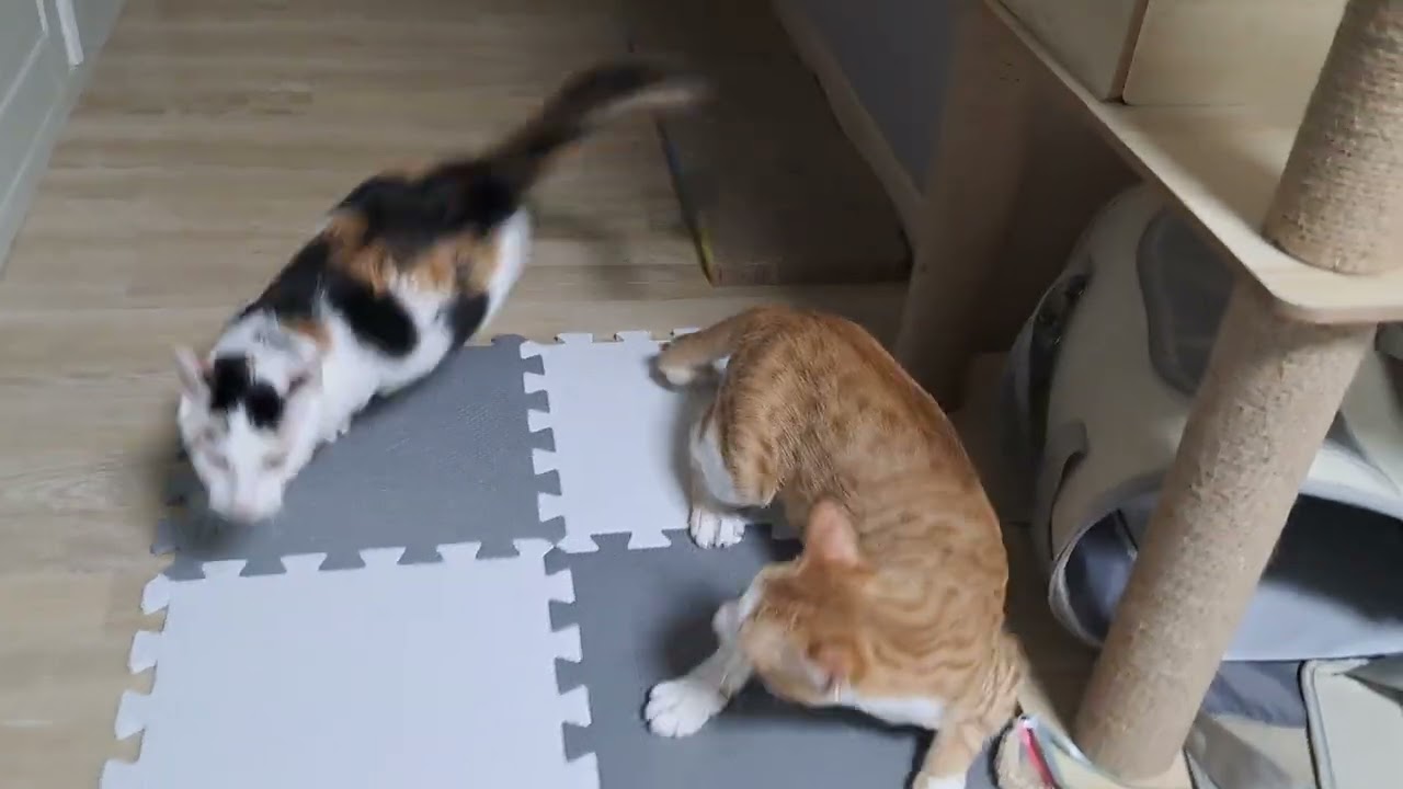 치즈.레오 싸우다