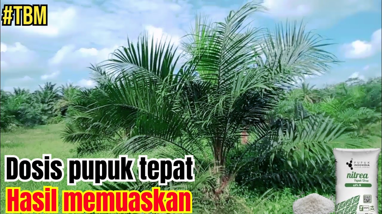 Dosis pupuk urea untuk sawit umur 1 tahun / sawit tbm1