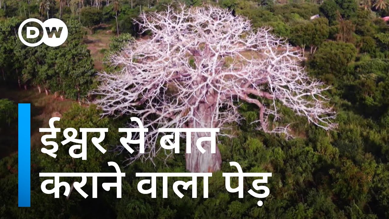 अनोखे बाओबाब पेड़ों पर कई तरह का खतरा [Kenya: Africa’s 'tree of life' faces multiple threats]