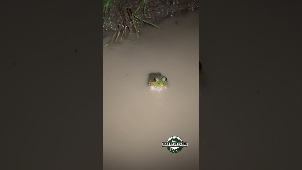 Herp Adventure