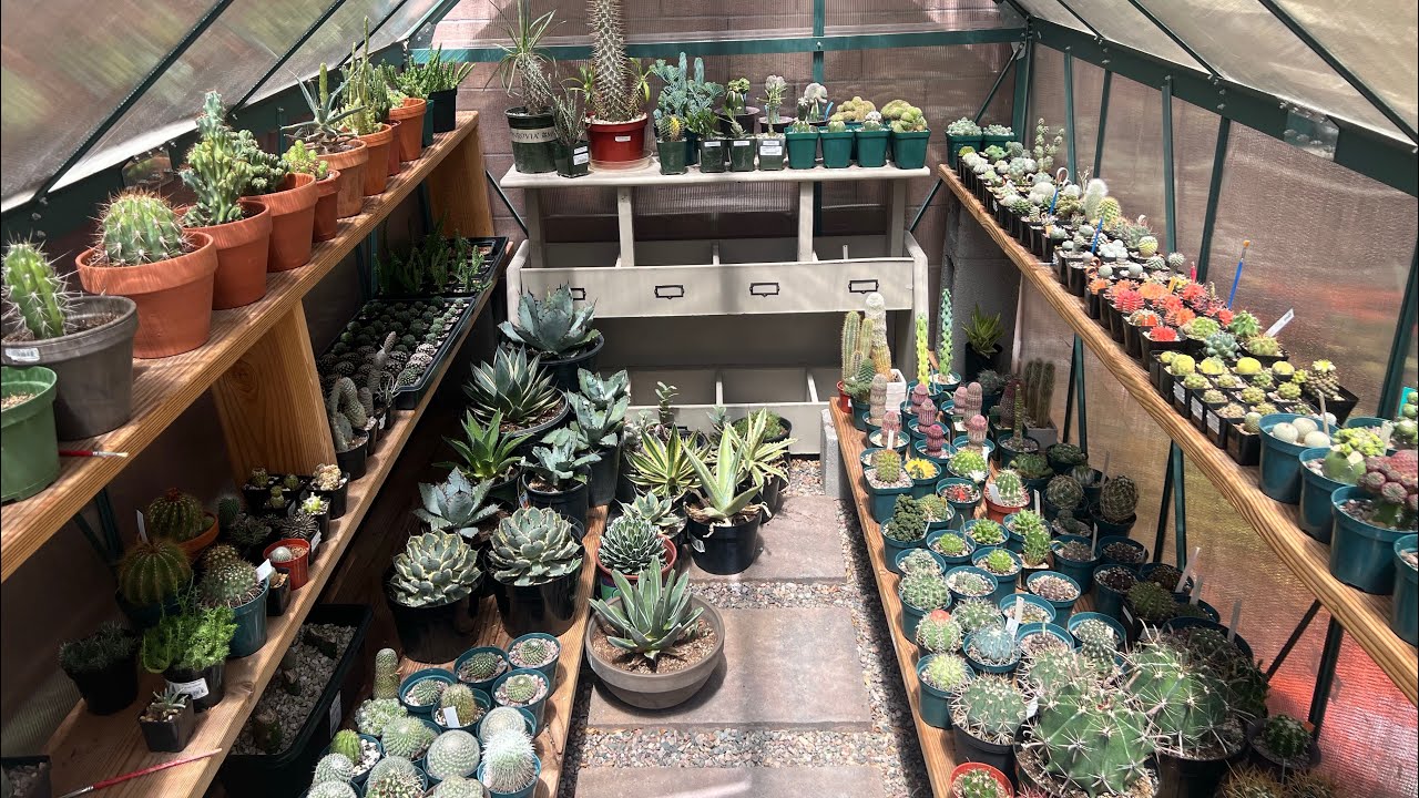 MY BACKYARD GREENHOUSE TOUR. CACTUS, AGAVE AND EUPHORBIA IN AUGUST LAS VEGAS HEAT #cactus #tour 