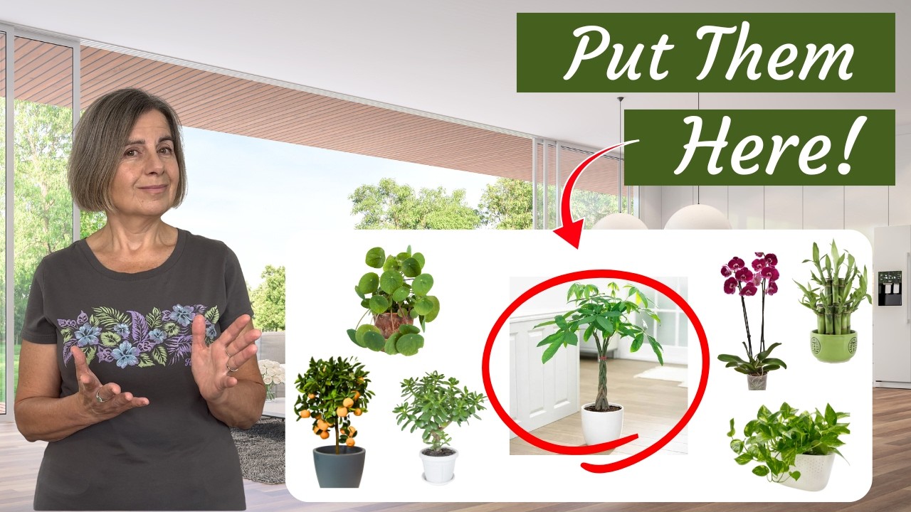 7 Feng Shui Plants to Attract Money Luck: The Secret is Placement