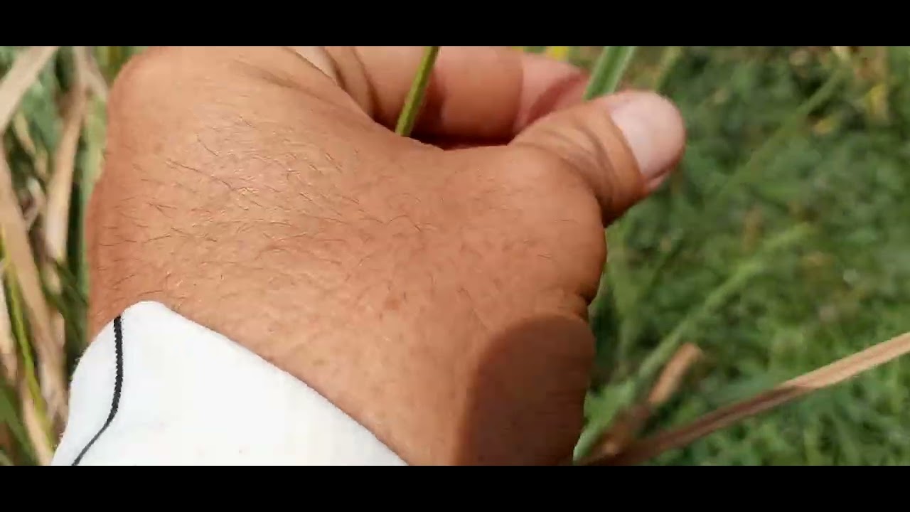 PLANTAS: Capim Navalha