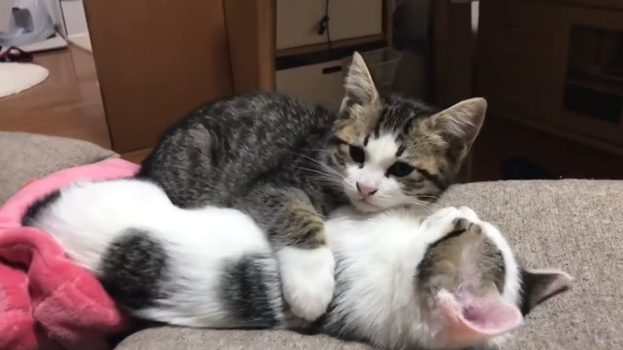 お餅を噛んだまま寝落ちする子猫がかわいい