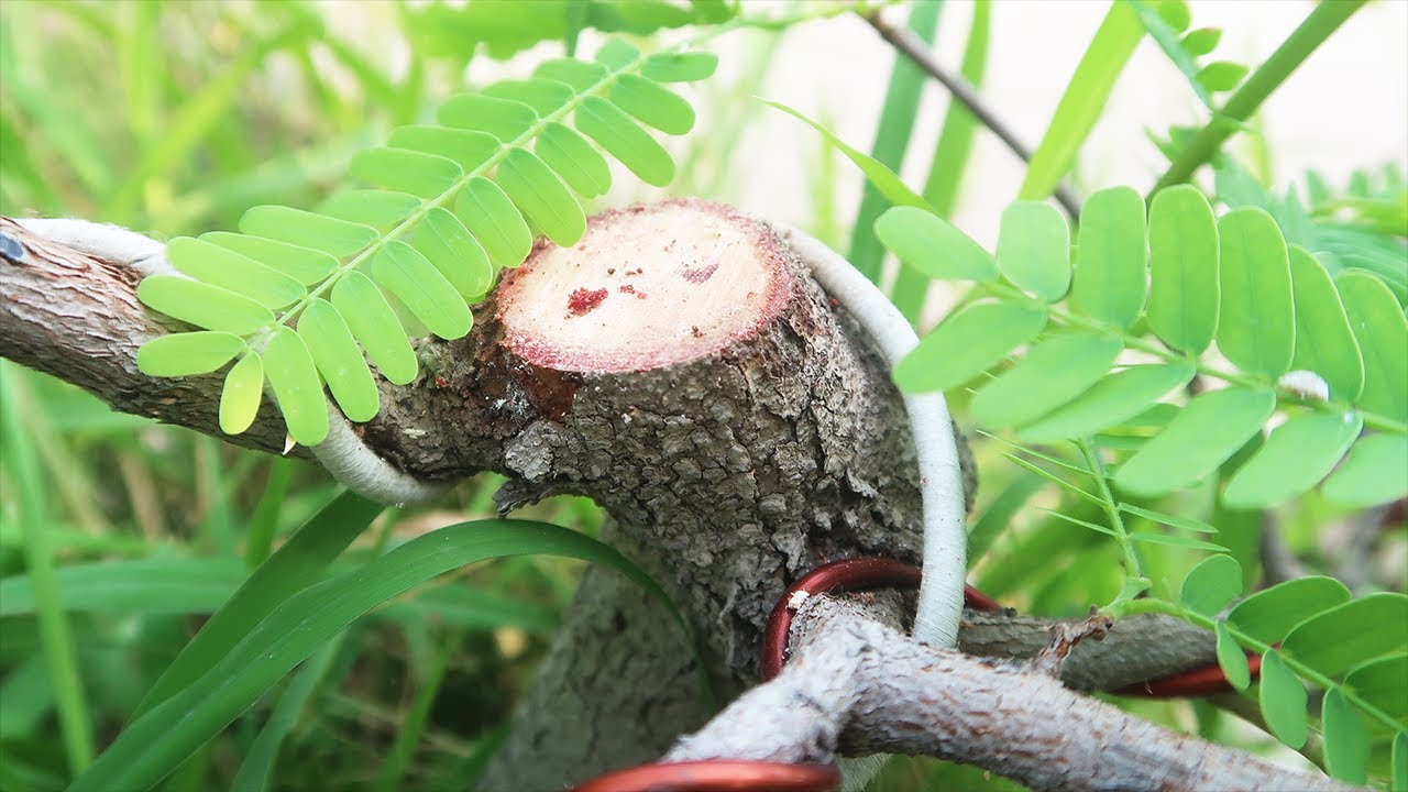 Tamarind Story | 💯% Successful- A Presentation of Tamarind Air Layering Bonsai Techniques