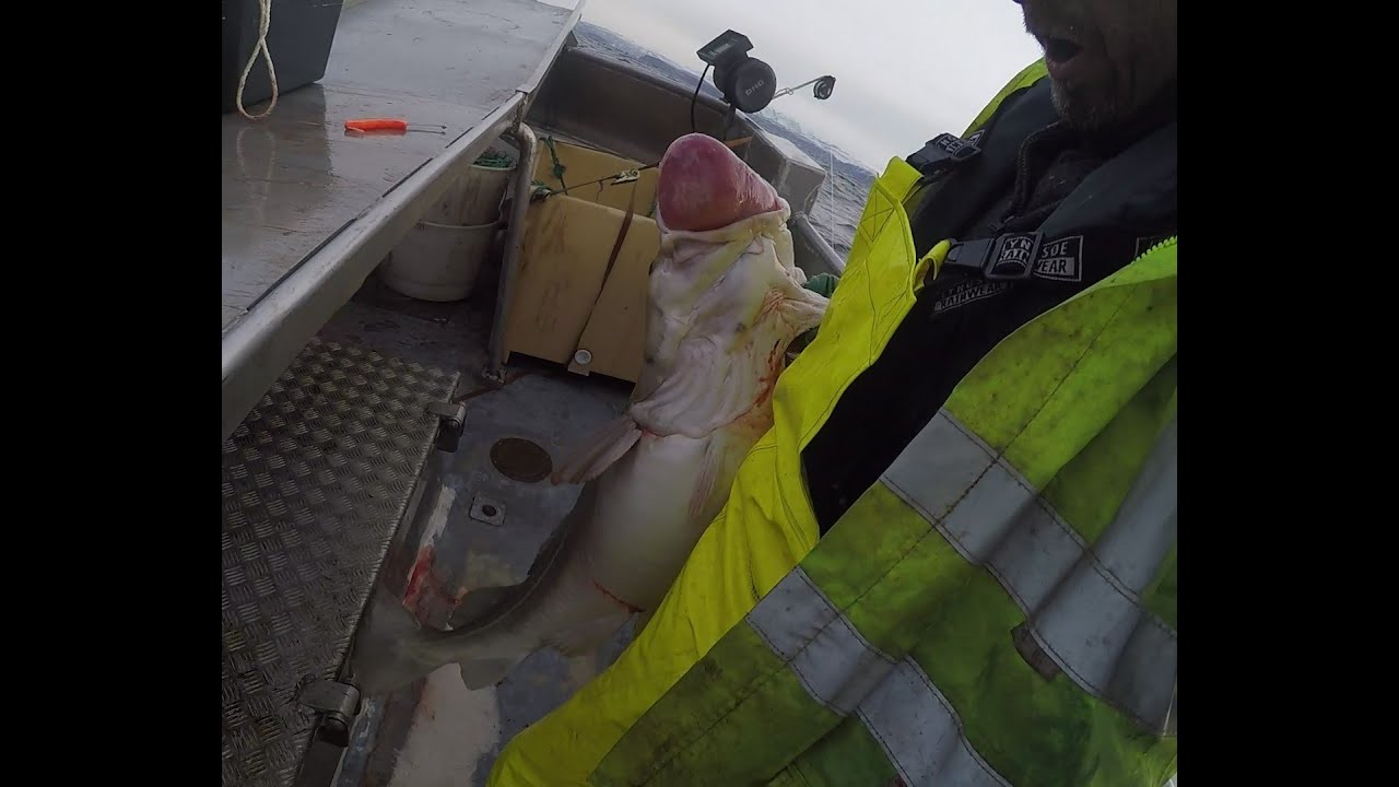 Juksa fiske første dagen i 2023. DNG 6000 maskiner. Litt skrei og sei ble det til slutt. Kvænangen.