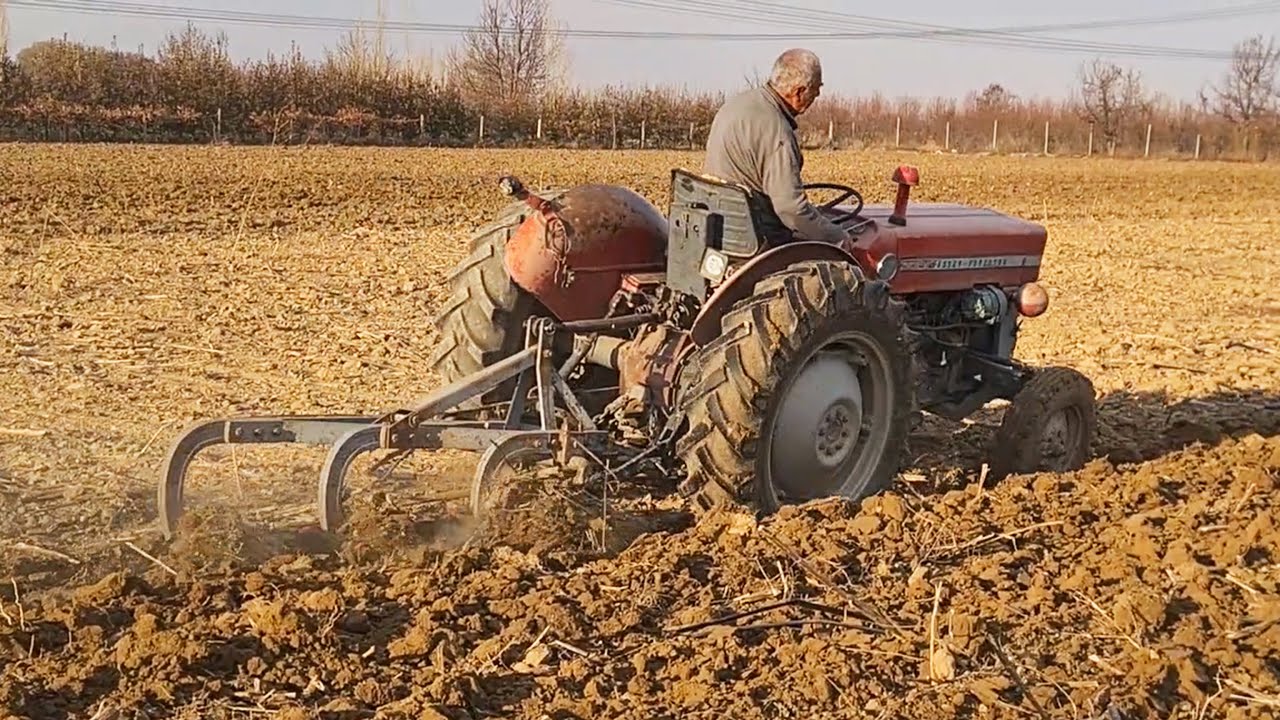 🚜🔥 MF 135 ve Alpler 8 Numara 3'lü Pulluk ile Tarla Sürme Performansı!