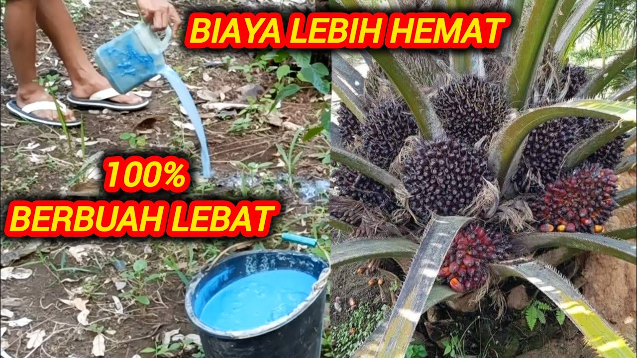 Coba gunakan cara ini agar hasil panen meningkat 