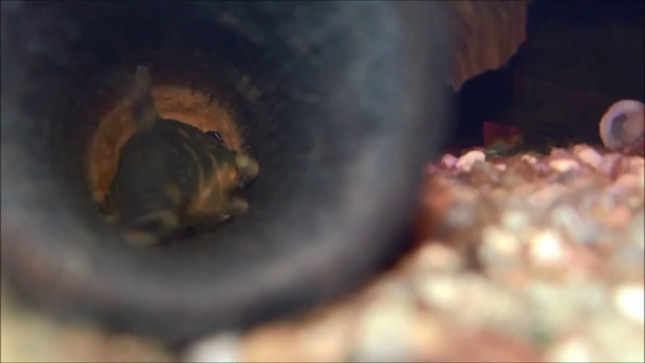 Clown pleco (Panaqolus maccus) male with fresh eggs