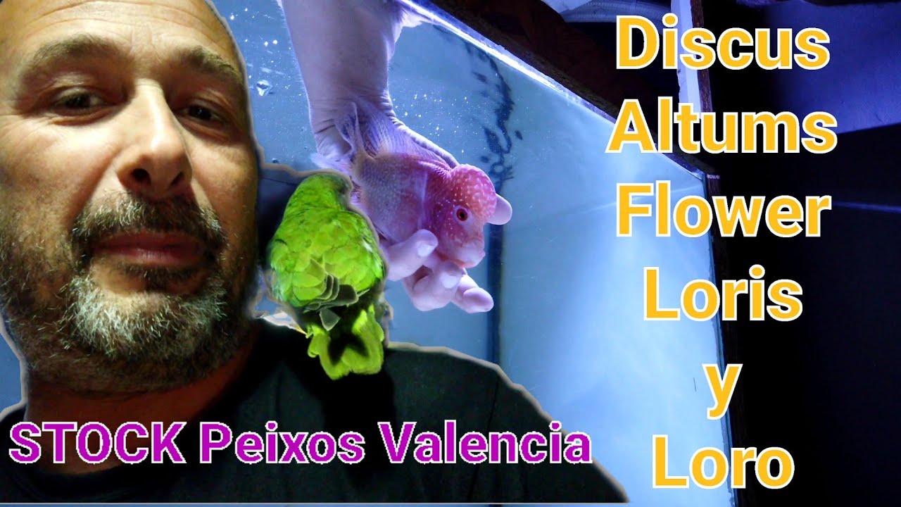 TIENDA PECES DISCO | Todo el Stock | Peixos Valencia