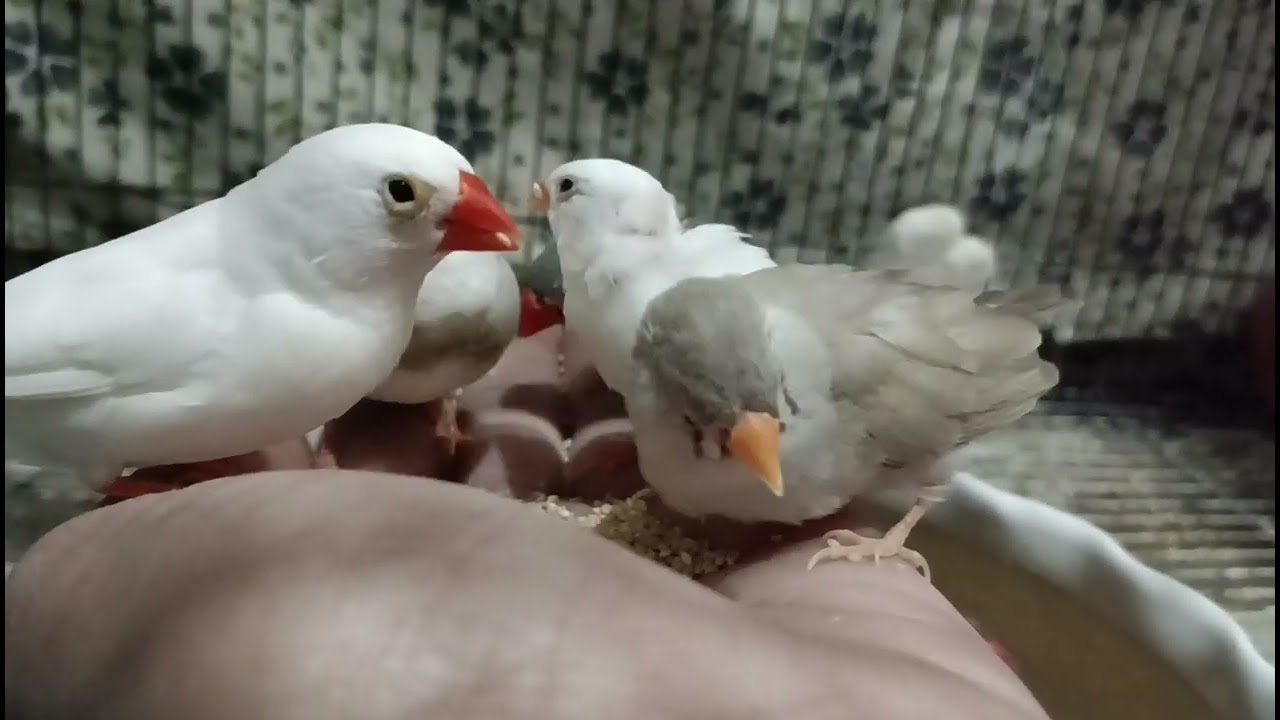 My cute finches (video-561) #zebrafinches #hardeep_lally #birds #shorts #sparrow