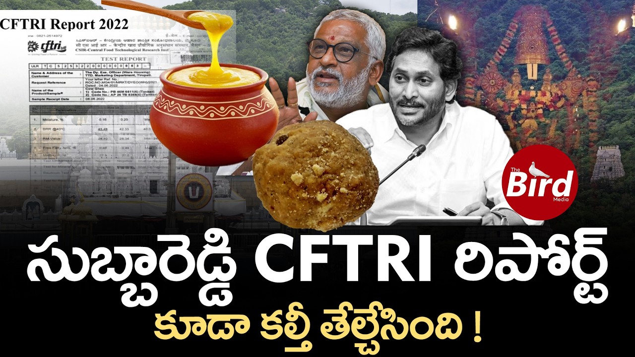 సుబ్బారెడ్డి CFTRI రిపోర్ట్ కూడా కల్తీ తేల్చేసింది!CFTRI Report Reveals Adulteration | yv Subbareddy