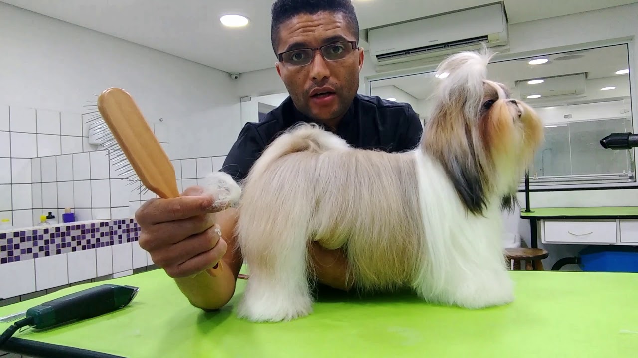 Groomer Gilberto Ramos (Tosa Higiênica Shih Tzu)