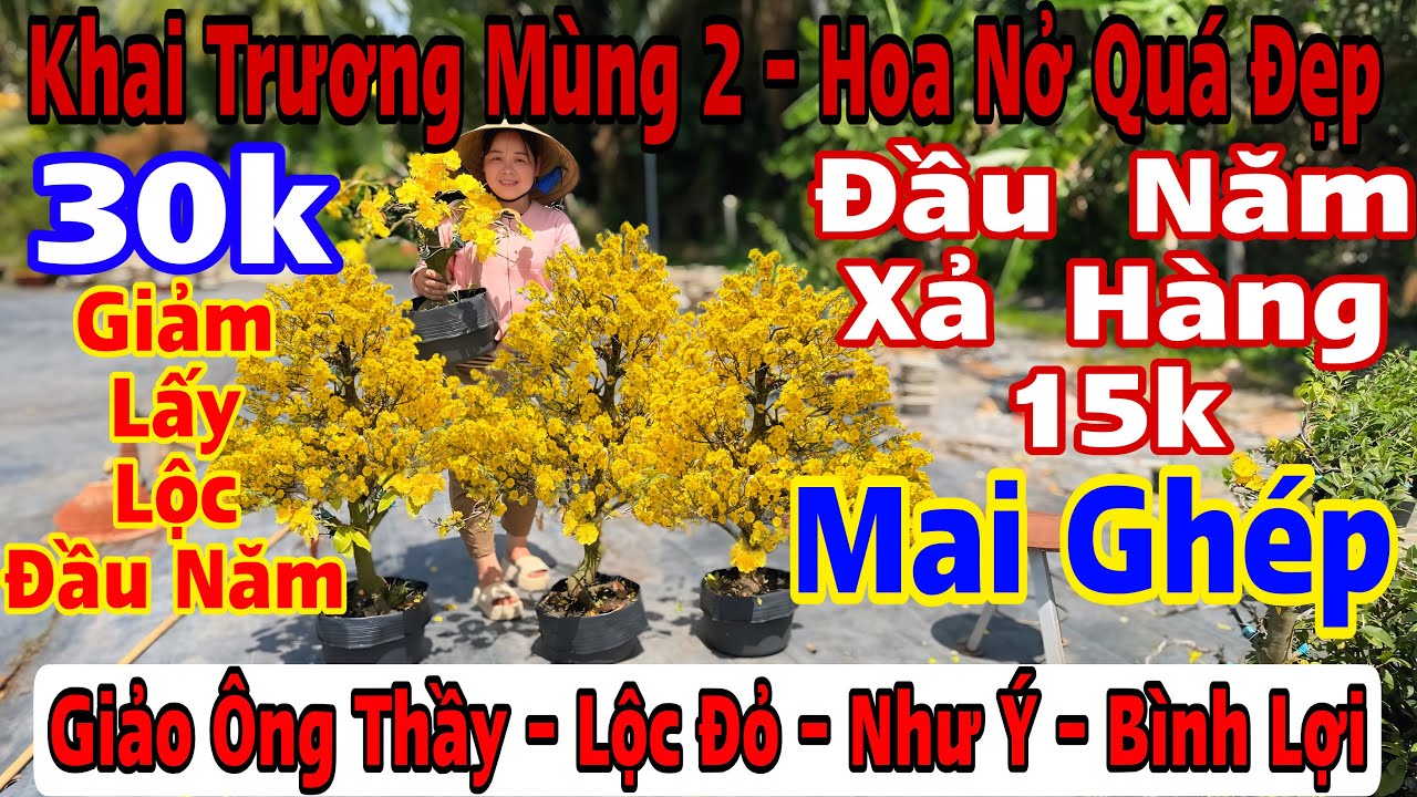 Mùng 2☎️0357410277☎️🌲Mai Vàng Giá Rẻ🌲Giảo Như Ý-Giảo Lộc Đỏ-Bình Lợi-Nhị Ngọc Toàn-Xả Hàng 15k...🌲