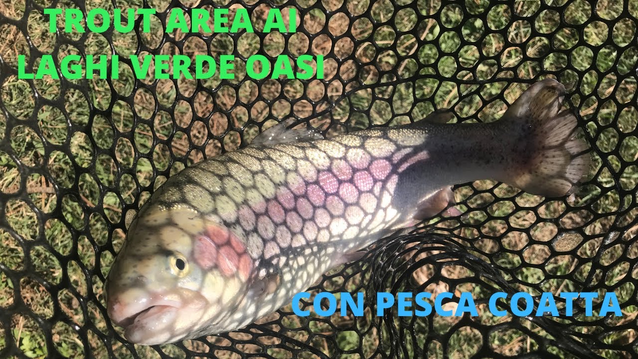 TROTE A TROUT AREA e BOLOGNESE! CON Flavio di PESCA COATTA! | Laghi verde oasi