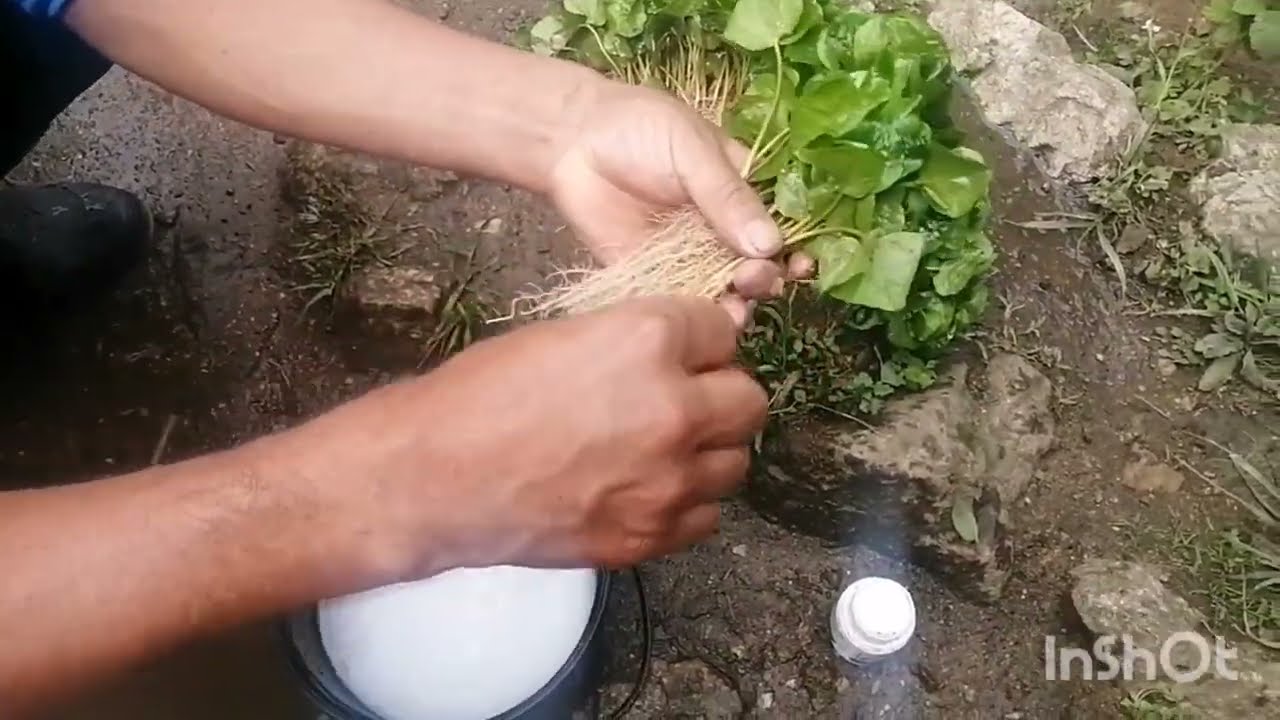 proseso completo,  de trasplante de chapóla de café.