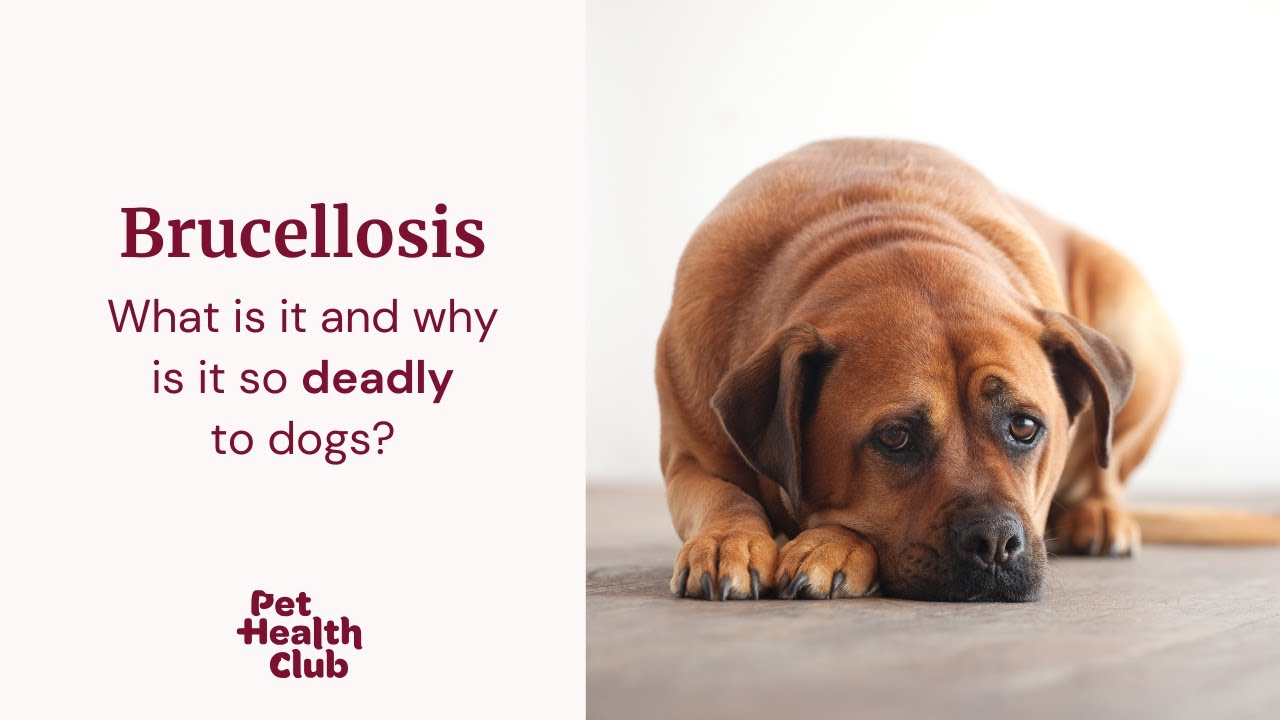 Brucellosis in dogs | A hidden killer | Watch our vet guide