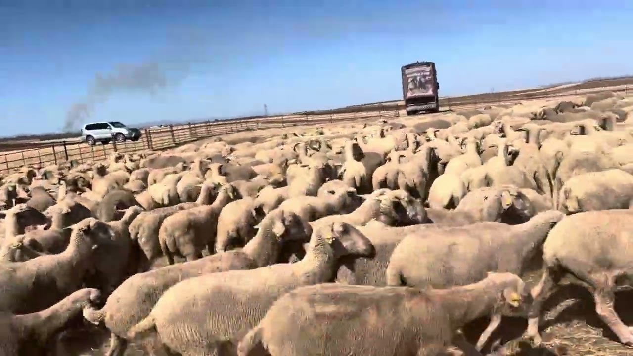 3 de agosto los merinos tienen muchísimo trabajo 🐏🐏🐏
