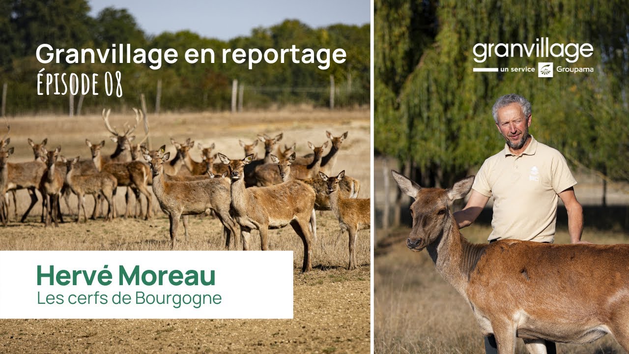 Granvillage en reportage - Hervé Moreau, les cerfs de Bourgogne