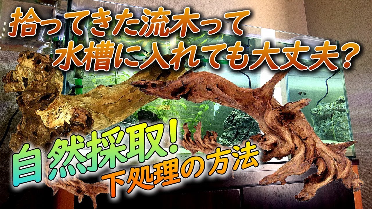 川やダムで拾ってきた流木を熱帯魚の水槽で使う方法【自然採取ゆえの注意点や下処理の仕方】