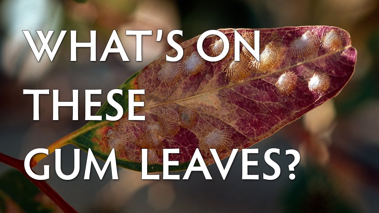 What's on these gum leaves?