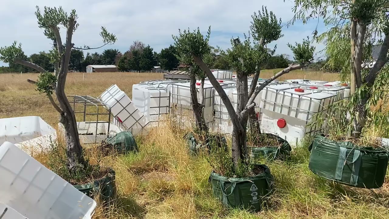 Tree Farm   Lifting Olive Trees - Saturday 14 Feb 2026