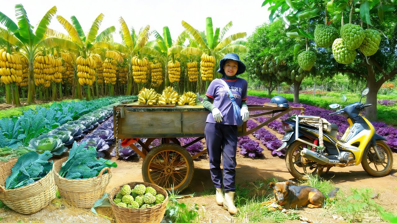 Harvest: Bananas, Dinosaur Kale, Purple Greens, Custard Apple To Sell At The Market – Farm Life