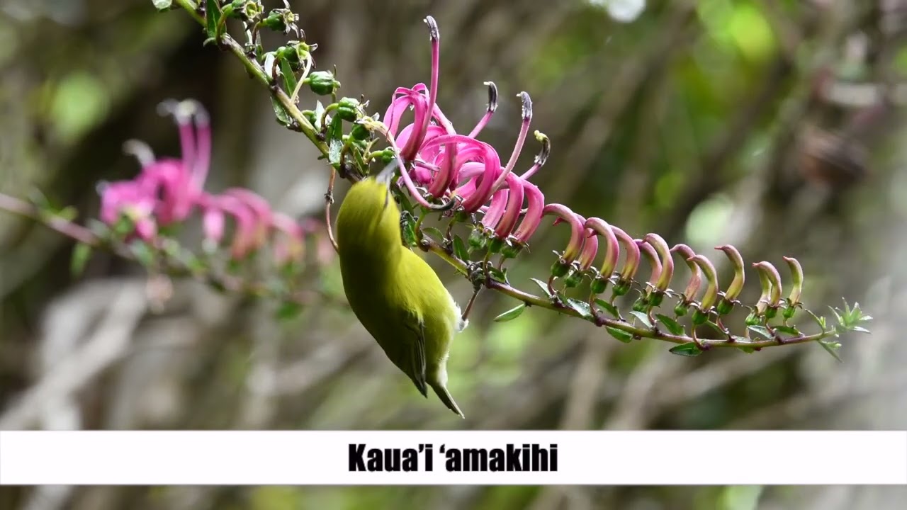 Get to know our forest birds!