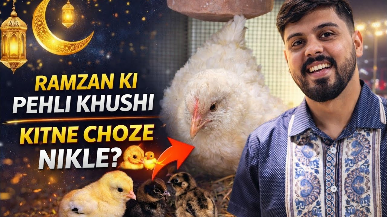 Ramzan Ki Pehli Khushi 😍🐣 | Total Kitne Chick Nikle? | Full Hatch Result & Setup Update