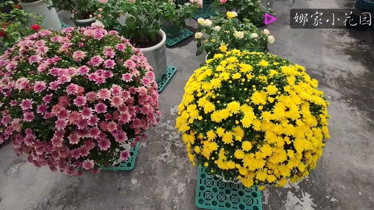花量惊爆？球菊的优点+养护方法汇总Spending an explosive amount of money?