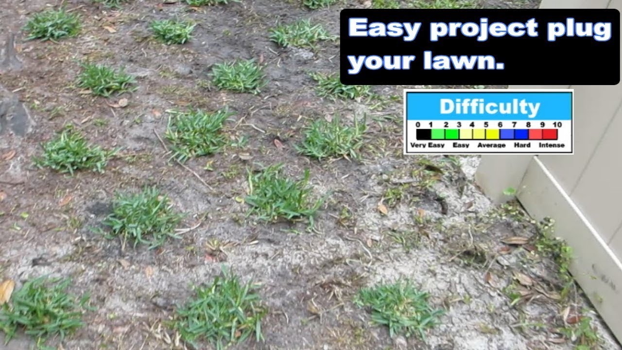 Install St Augustine grass plugs 1st day Plug your lawn with sod plugs