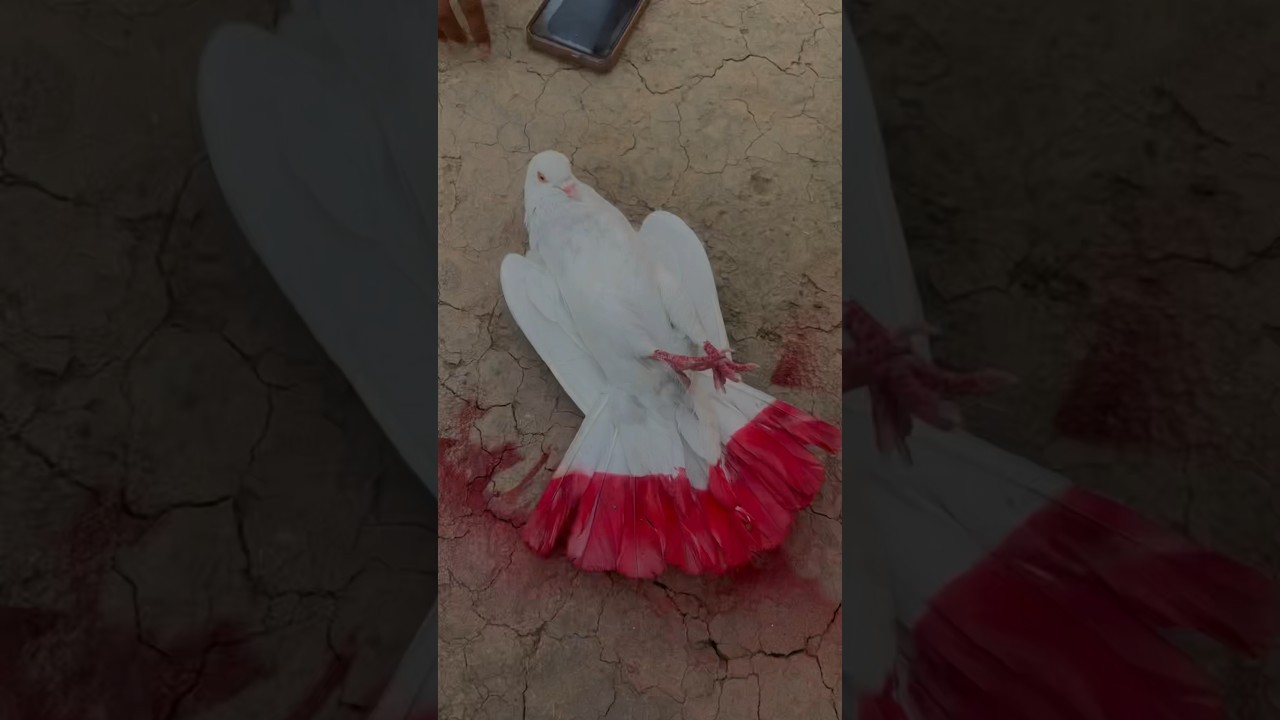 Kabutar ko colour kaise kare🎨 #shortvideo #pigeon #birdslover #animallover #birds #kabutar #viral