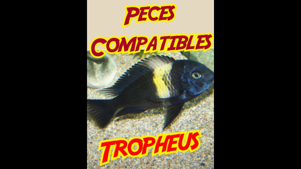 Peces compatibles con Tropheus by Chechu Gómez