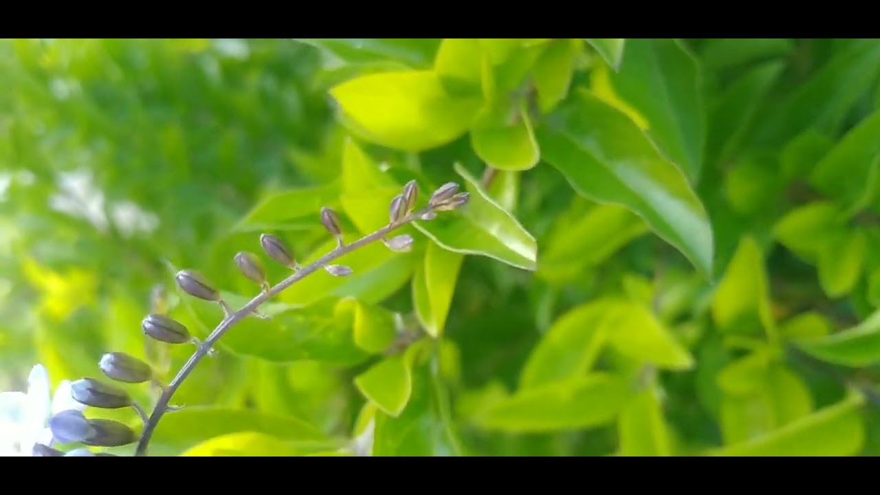 Pingo-de-Ouro/(Duranta erecta) L. [Leitura na Descrição]