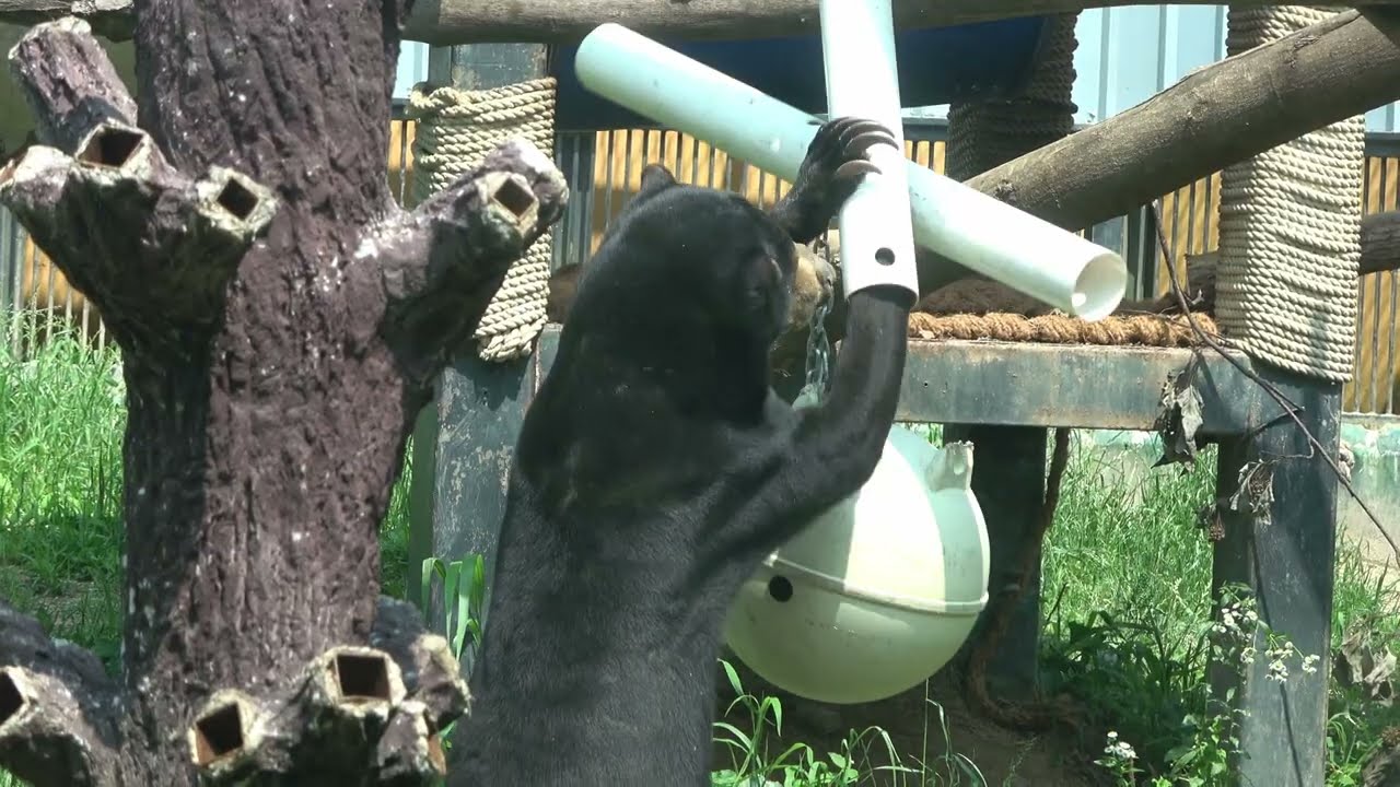 2023-07 Sun Bear’s Enrichment Struggle