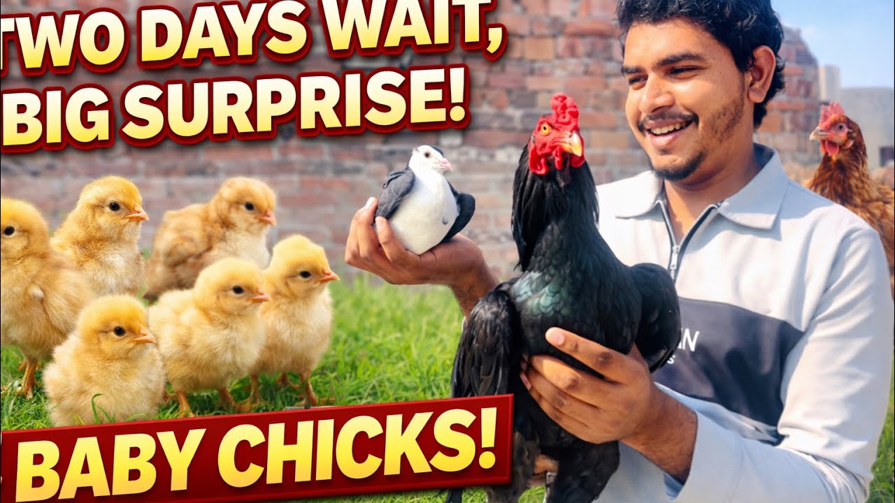 First Ramdan 😍 onely 2 day wait for a Big Surprise 😱✅👇 #mini vlog#hk422official #shortsvideo #birds 