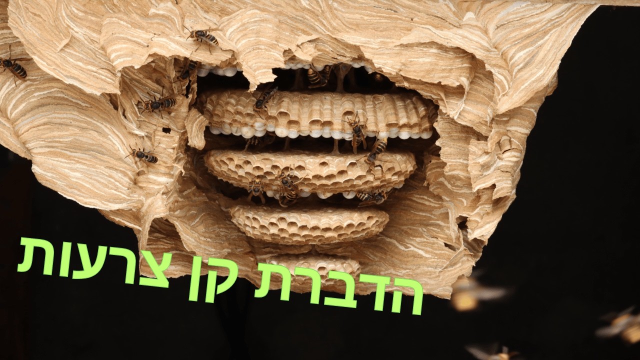 הדברת קן צרעות