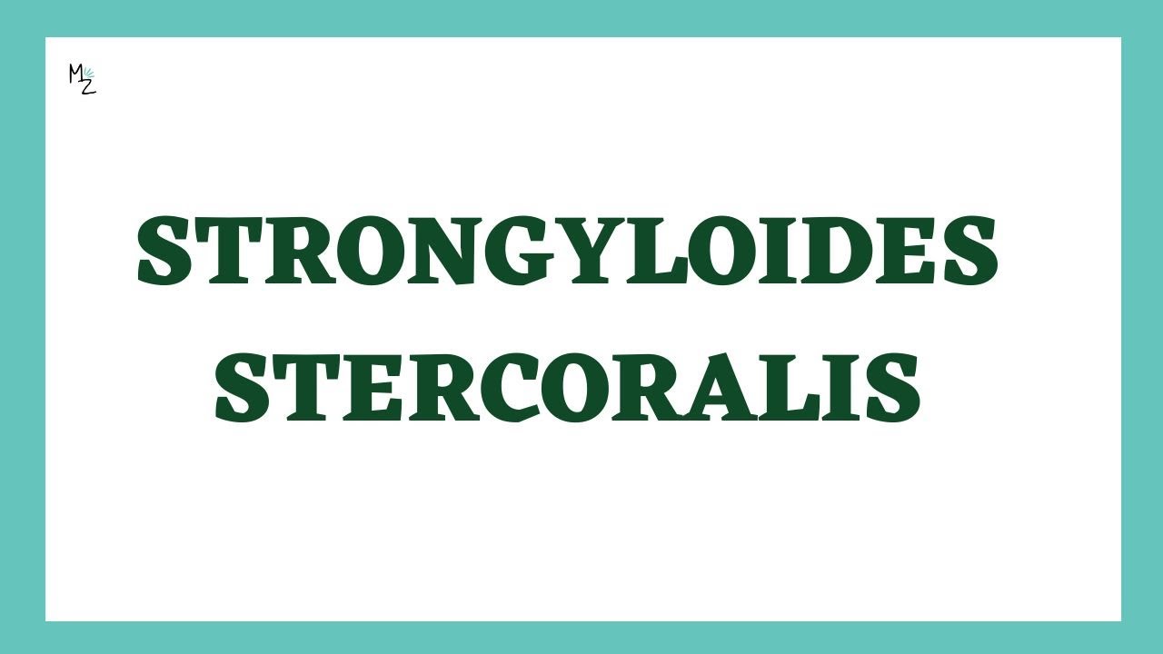 Strongyloides stercoralis | Острицы | Жизненный цикл, симптомы, диагностика, лечение | Нематоды