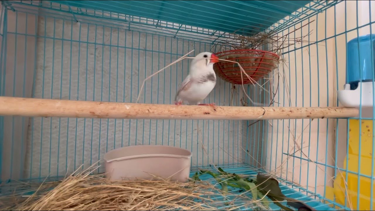 Zebra finches making a nest