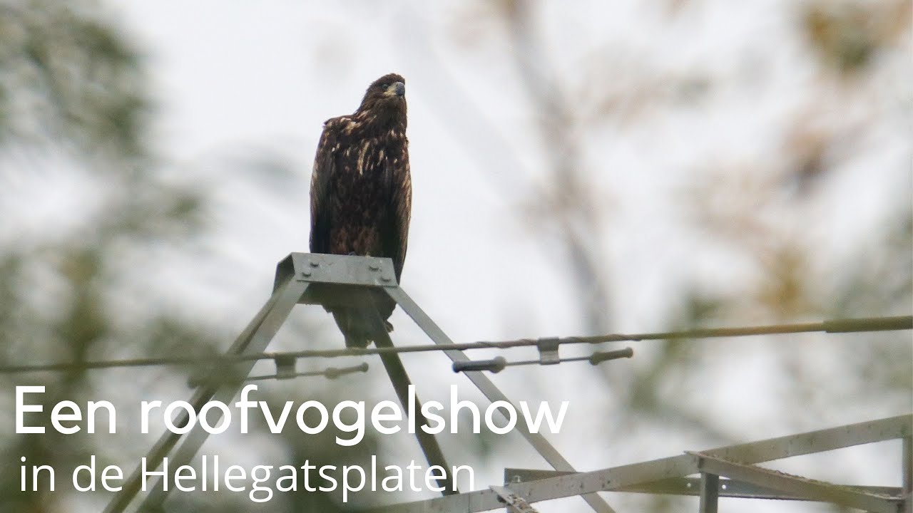 Roofvogelshow in de Hellegatsplaten 