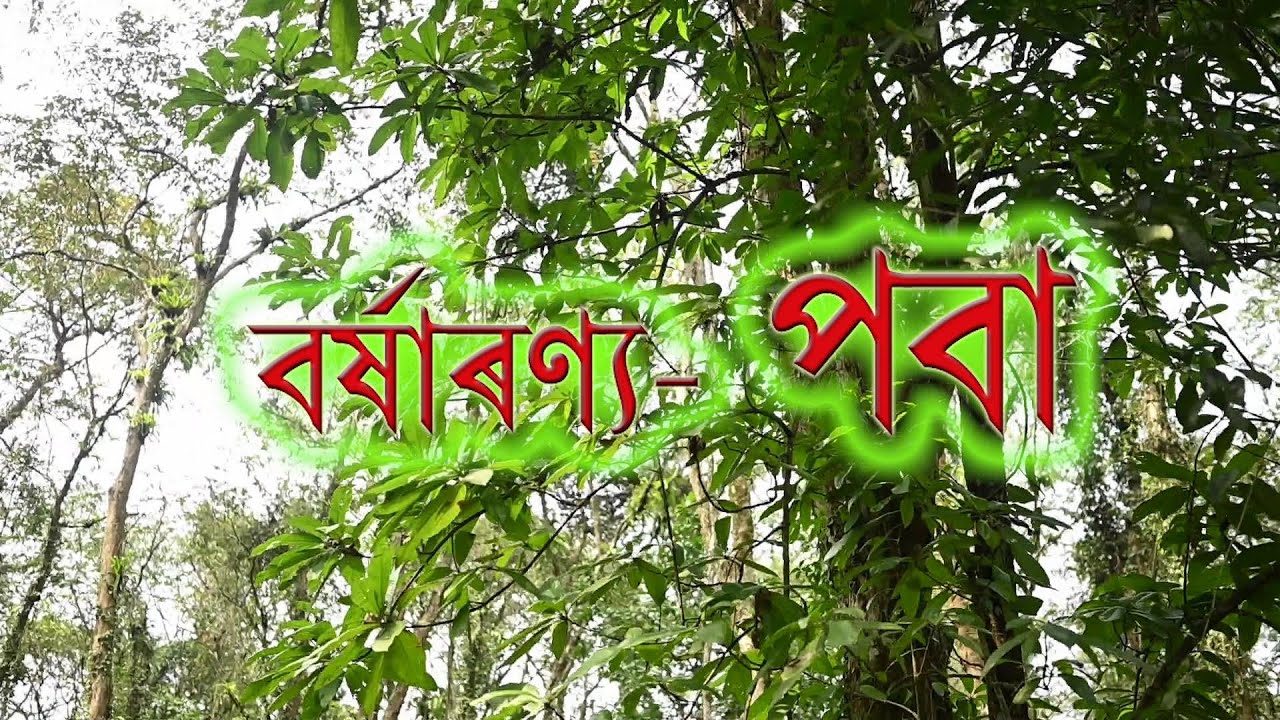 Poba, Rain Forest  Documentary By Royal Pegu.  DDK DIBRUGARH.