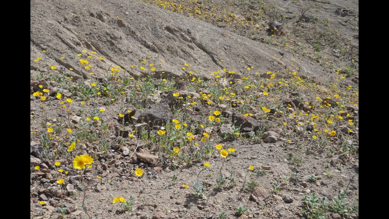 Death Valley 2026 Super Bloom!