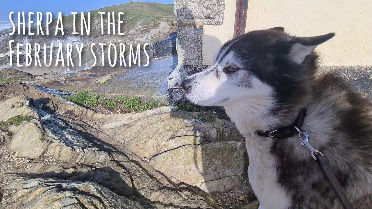 Sherpa could barely stand in the February Storms